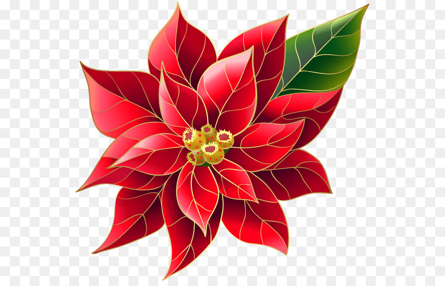 Clip art Portable Network Graphics Image Openclipart Christmas Day - poinsettia transparency and translucency png download - 600*572 - Free Transparent Christmas Day png Download.