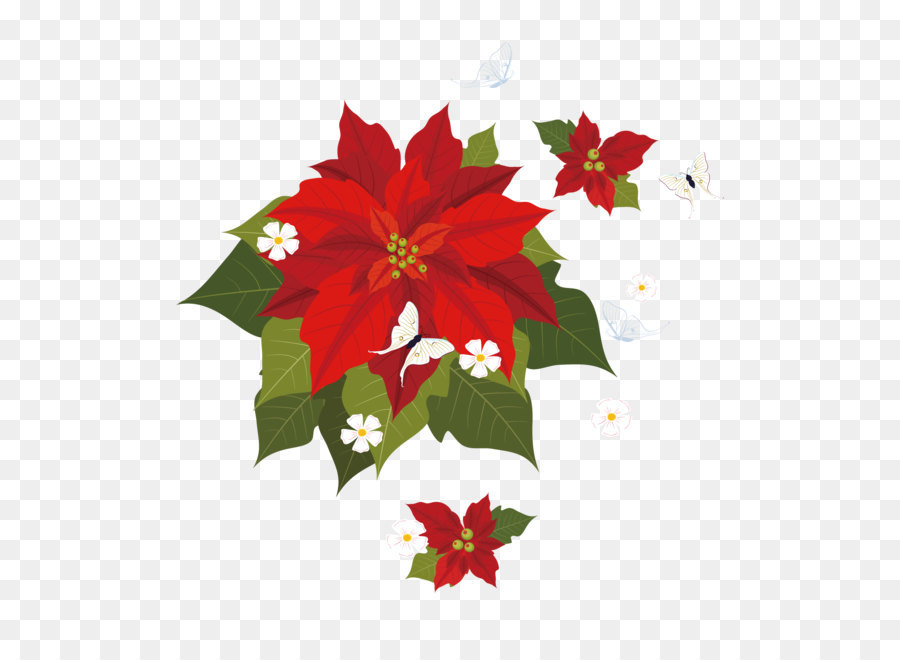 Poinsettia Euclidean vector Illustration - Poinsettia painted vector material png download - 1529*1516 - Free Transparent Poinsettia png Download.