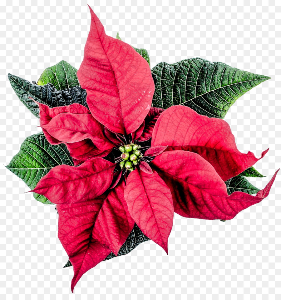 Flower Poinsettia - Christmas Poinsettia Flower png download - 1250*1309 - Free Transparent Flower png Download.