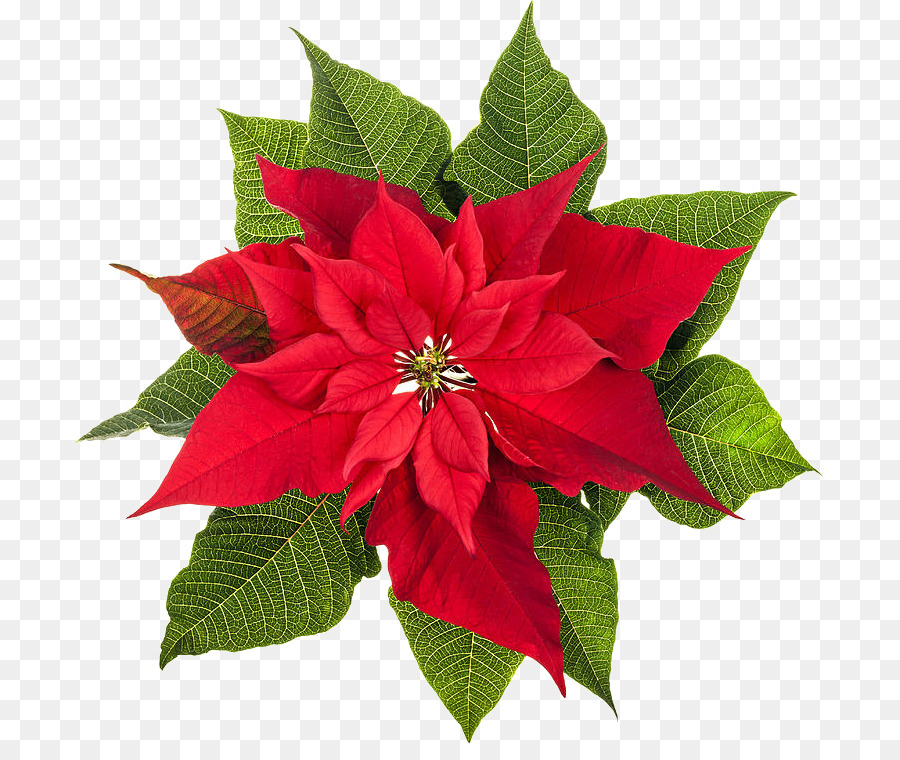 Poinsettia Stock photography Christmas plants Flower - poinsettia png download - 750*744 - Free Transparent Poinsettia png Download.