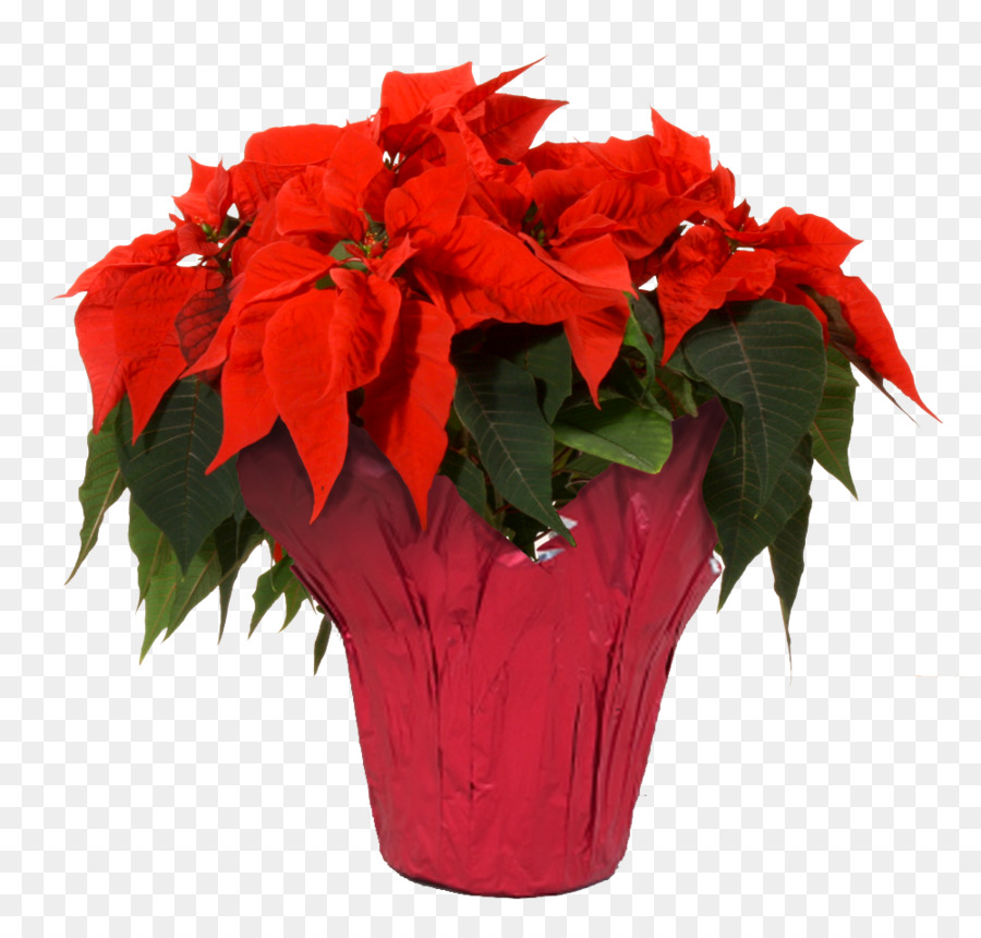 Poinsettia Flower Houseplant Joulukukka - suculent png download - 1000*937 - Free Transparent Poinsettia png Download.