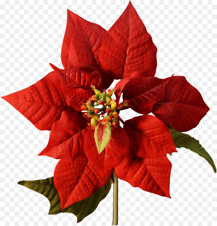 Poinsettia Flower Christmas Cutting Joulukukka - flower png download - 1506*1571 - Free Transparent Poinsettia png Download.