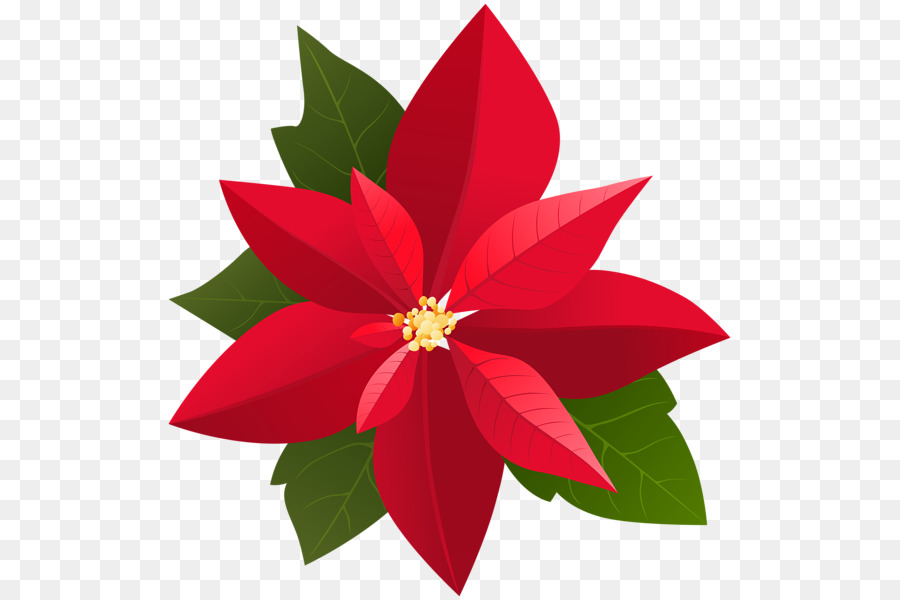 Poinsettia Christmas Clip art - others png download - 569*600 - Free Transparent Poinsettia png Download.