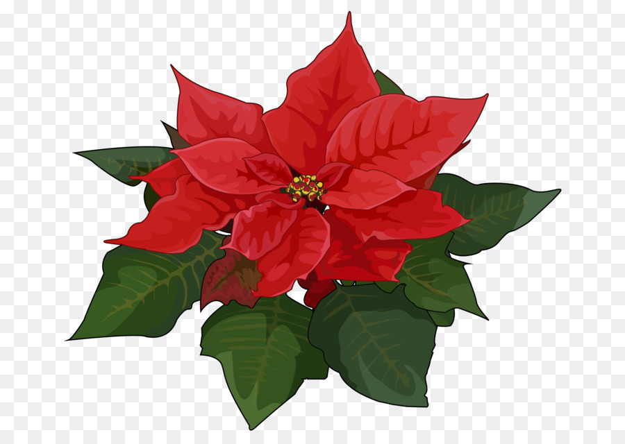 Poinsettia Flower Oleander Plant Christmas - flower png download - 3508*2480 - Free Transparent Poinsettia png Download.