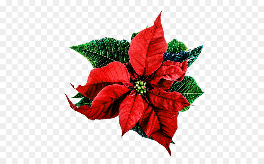 Poinsettia Christmas Happiness Love - christmas flowers png download - 532*548 - Free Transparent Poinsettia png Download.