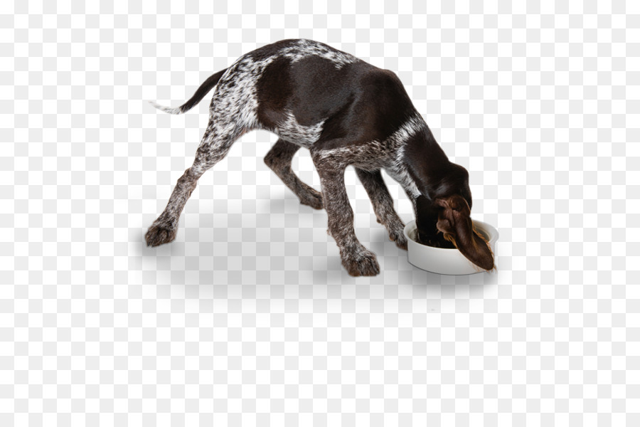 German Wirehaired Pointer Wirehaired Pointing Griffon Spinone Italiano German Shorthaired Pointer - puppy png download - 600*600 - Free Transparent German Wirehaired Pointer png Download.