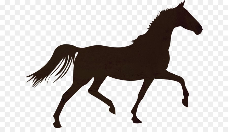 Horse Colt Foal Stallion Mare - horse png download - 700*504 - Free Transparent Horse png Download.