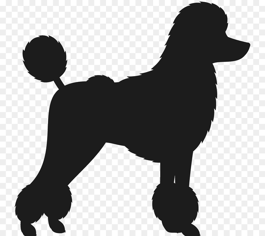 Dog breed Toy Poodle Standard Poodle Dachshund - puppy png download - 800*800 - Free Transparent Dog Breed png Download.