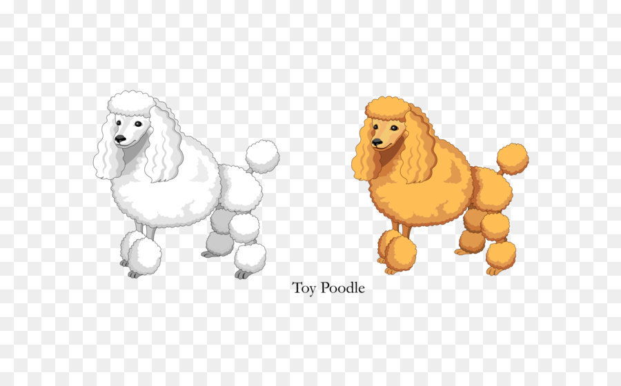 Vector Cartoon Yellow White Toy Poodle png download - 1942*1672 - Free Transparent Poodle png Download.