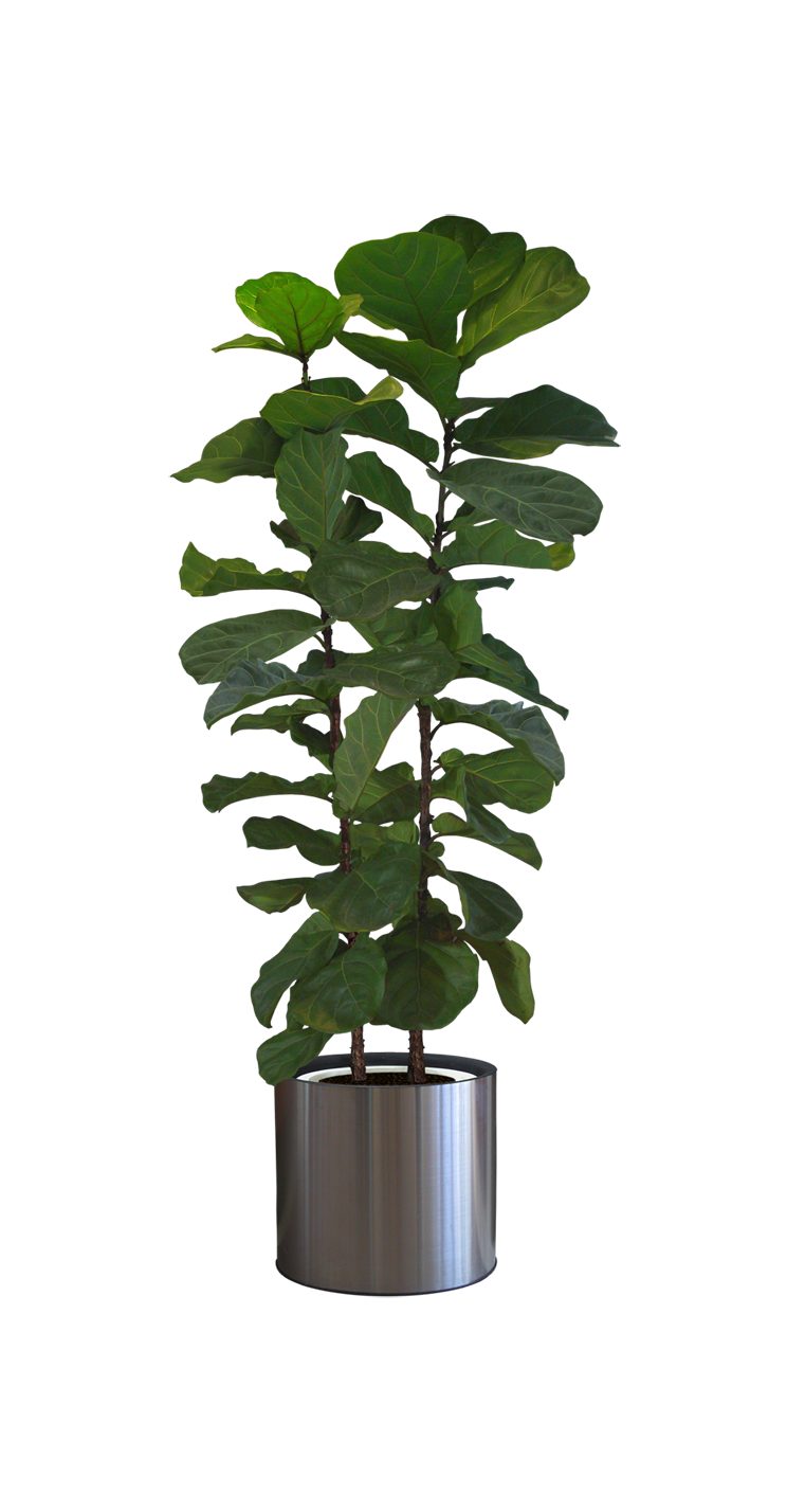 potted flower png