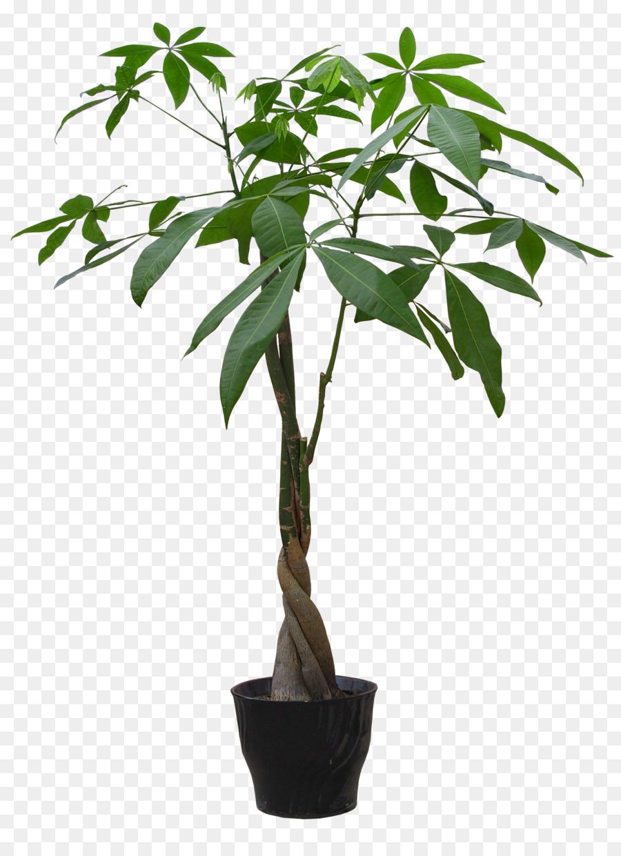 Houseplant Flowerpot Guiana Chestnut - HD plant pot png download - 2100*2850 - Free Transparent Plant png Download.