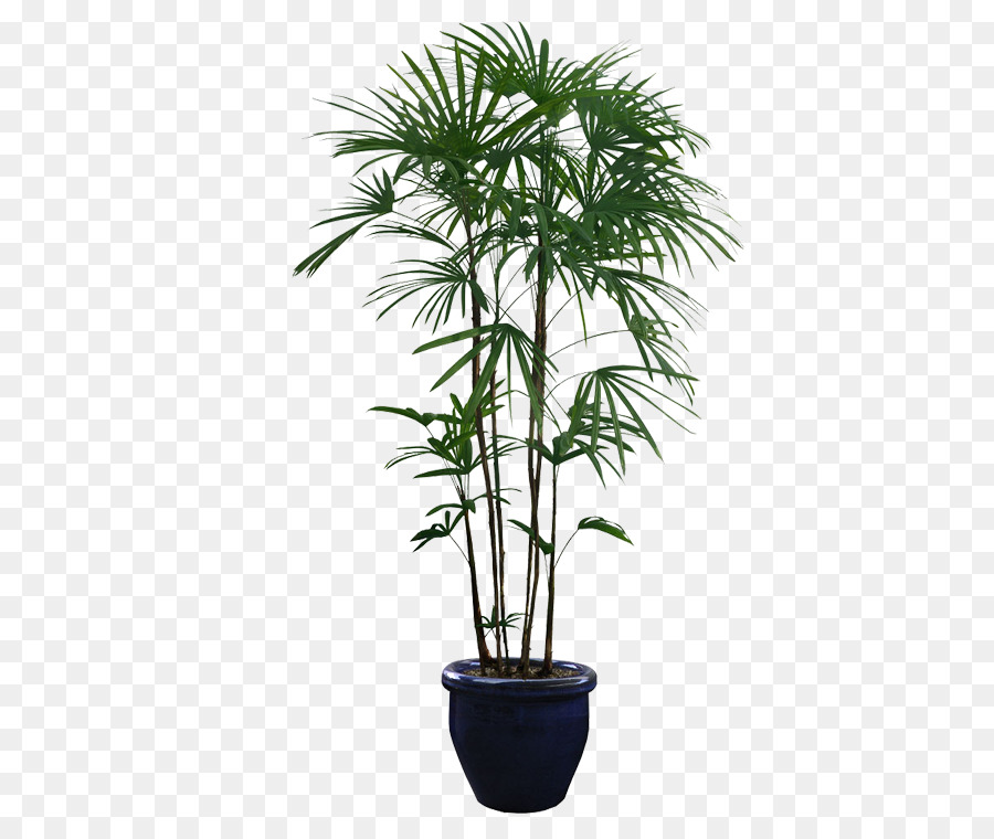 Houseplant Tree - Potted plants png download - 750*750 - Free Transparent Plant png Download.