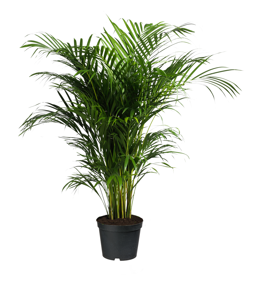 Indoor Potted Plant Top View Png : Top view garden plants png images in ...