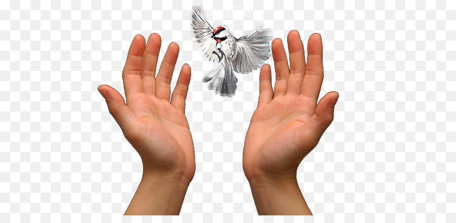 Praying Hands Prayer Love - others png download - 640*425 - Free Transparent Praying Hands png Download.
