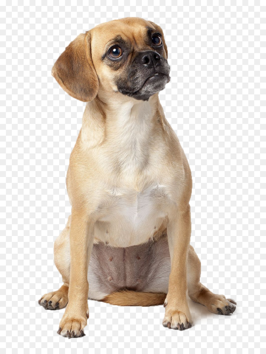 Puggle Puppy Dog breed Beagle - puppy png download - 778*1200 - Free Transparent Pug png Download.