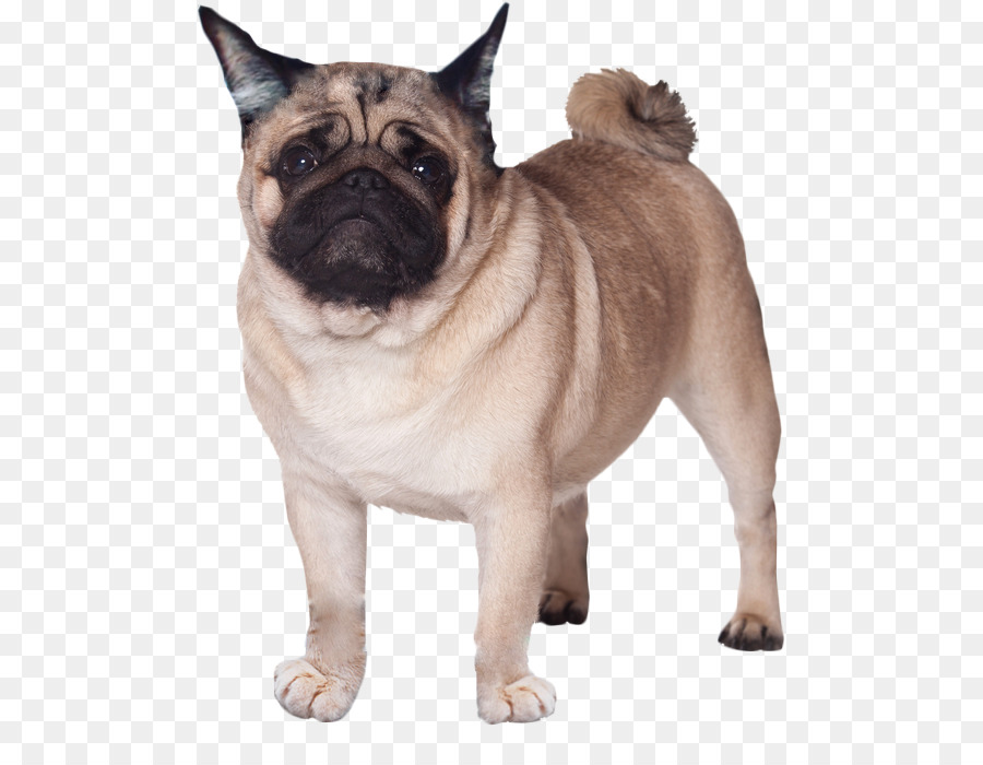 Puggle French Bulldog Beagle - pug png download - 539*699 - Free Transparent Pug png Download.