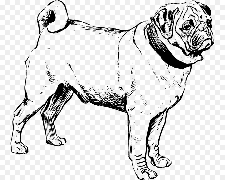 Puggle French Bulldog Chow Chow - freeblackandwhiteofdogs png download - 815*720 - Free Transparent Pug png Download.