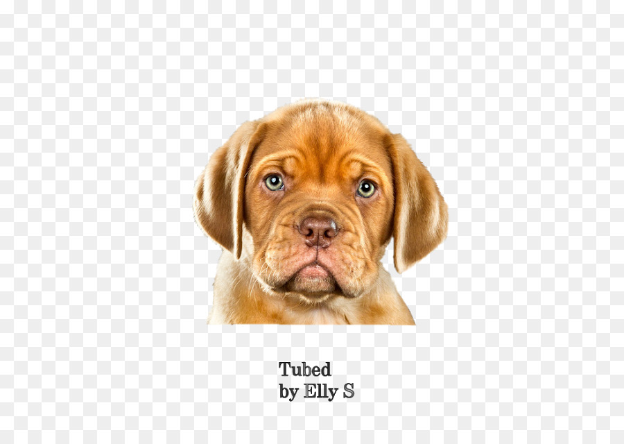 Puggle Dogue de Bordeaux Puppy Vizsla Dog breed - puppy png download - 640*640 - Free Transparent Puggle png Download.