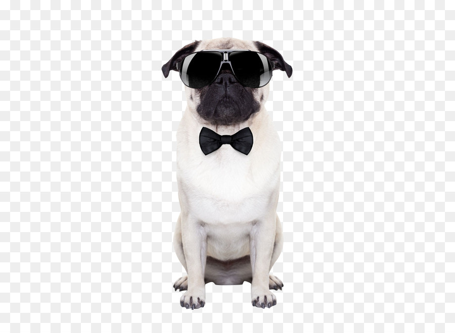 Puggle Sunglasses Stock photography Puppy - Dog wearing sunglasses png download - 658*658 - Free Transparent Pug png Download.