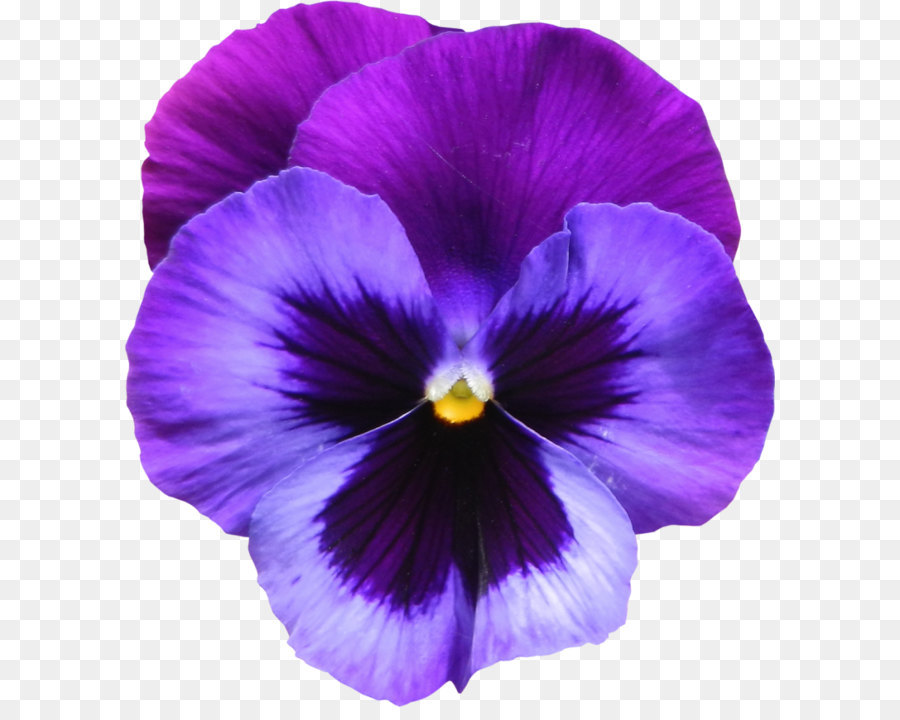 Sweet violet Flower Purple Clip art - Large Transparent Purple Violet Flower PNG Clipart png download - 940*1023 - Free Transparent Sweet Violet png Download.