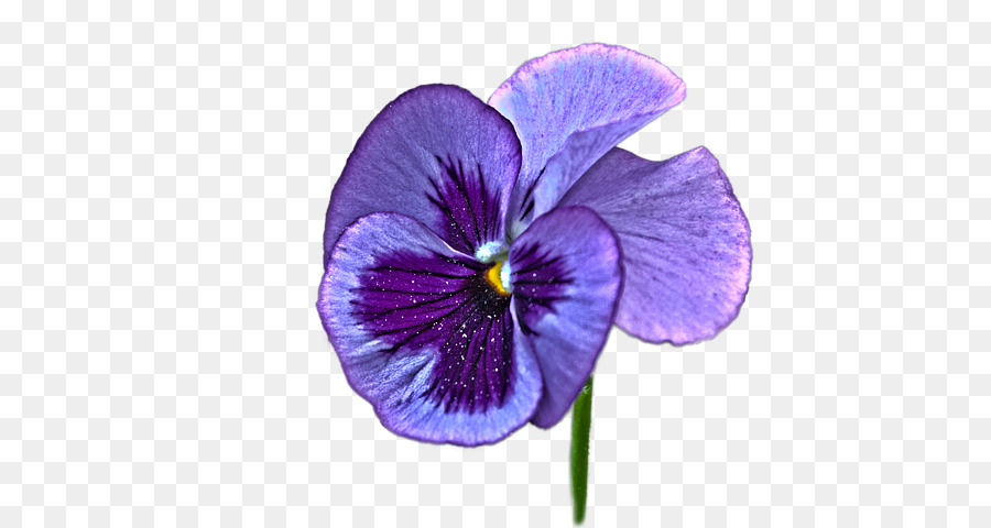 Pansy Violet Purple Flower - pansy png download - 600*480 - Free Transparent Pansy png Download.