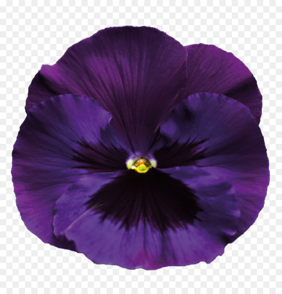 Pansy Violet Purple - Violet Transparent Background png download - 1000*1042 - Free Transparent Pansy png Download.