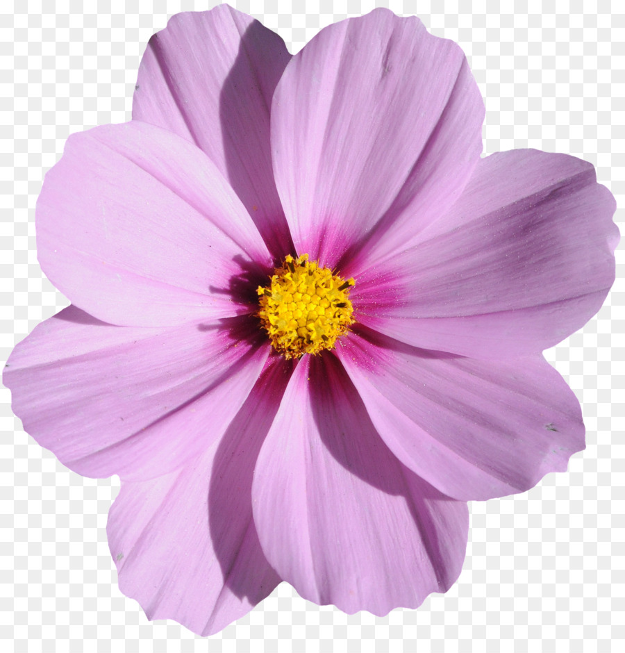 Flower Image file formats - purple flower png download - 1246*1280 - Free Transparent Flower png Download.