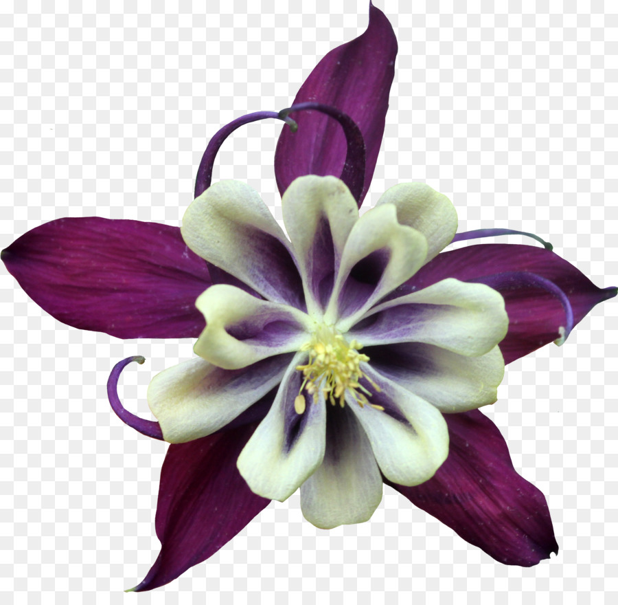 Purple Violet Flower Color - purple flower png download - 3105*2974 - Free Transparent Purple png Download.