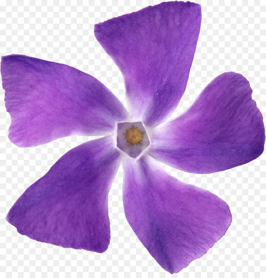 Purple Flower Petal Violet Lilac - purple png download - 1046*1080 - Free Transparent Purple png Download.