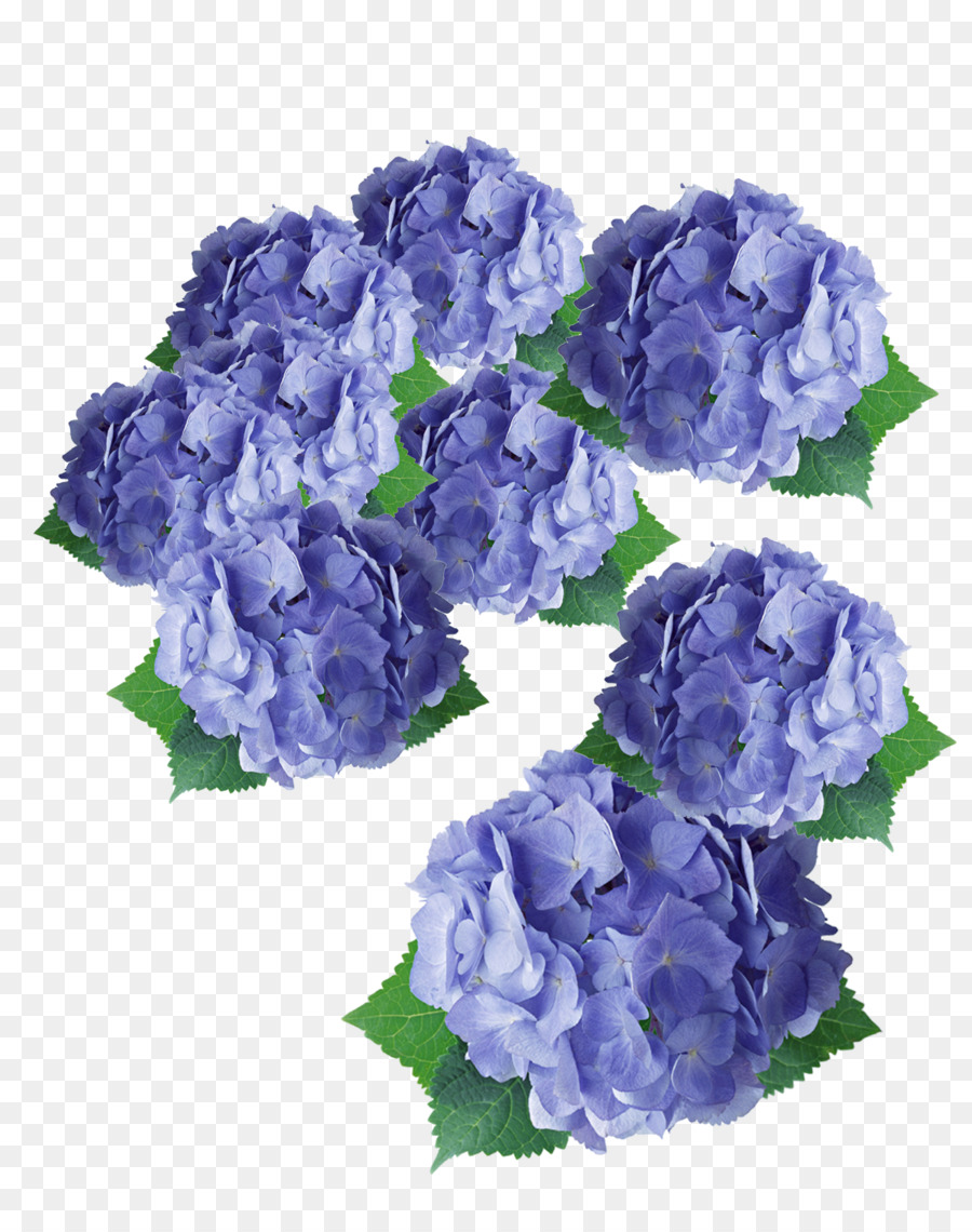 Flower Purple Hydrangea Floral design - Purple flowers png download - 1200*1500 - Free Transparent Flower png Download.
