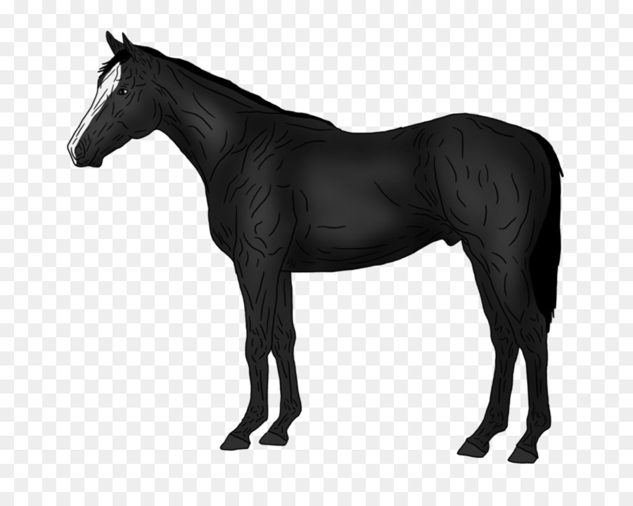 Thoroughbred American Quarter Horse Pony Stallion Silhouette - Silhouette png download - 999*799 - Free Transparent Thoroughbred png Download.