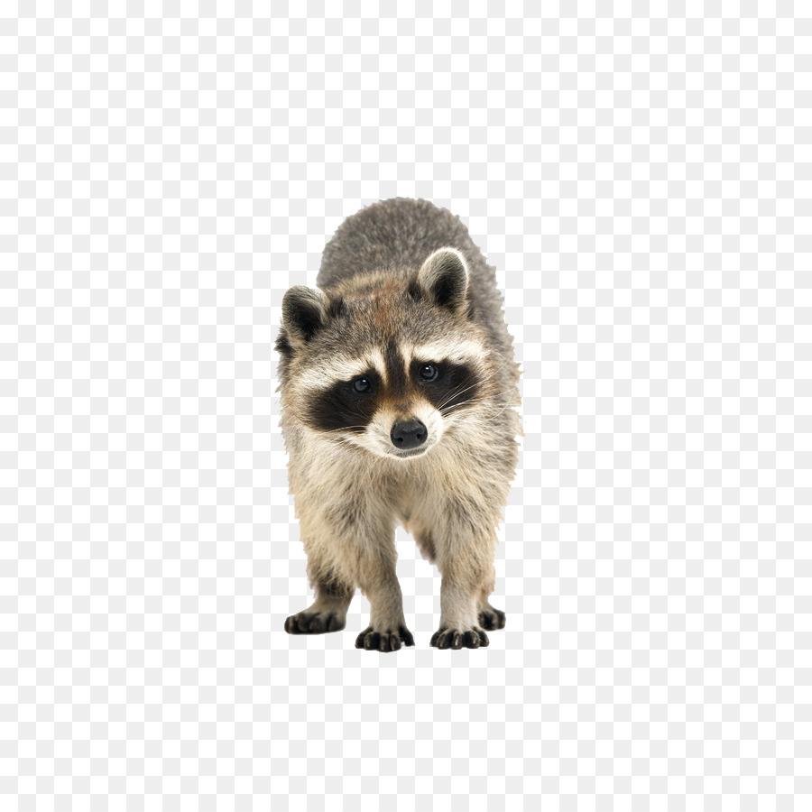 Raccoon Cuteness Icon - raccoon png download - 600*900 - Free Transparent Raccoon png Download.