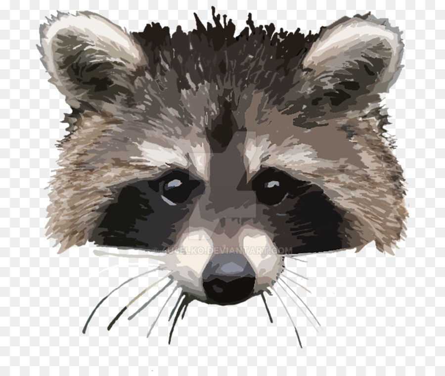 Raccoon Whiskers Animal Carnivora Mammal - raccoon png download - 979*816 - Free Transparent Raccoon png Download.