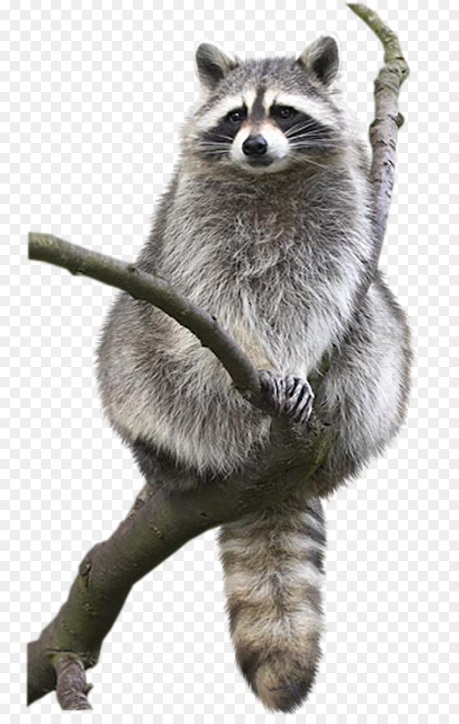Raccoon Animal Drawing Bat Bird - raccoon png download - 800*1412 - Free Transparent Raccoon png Download.