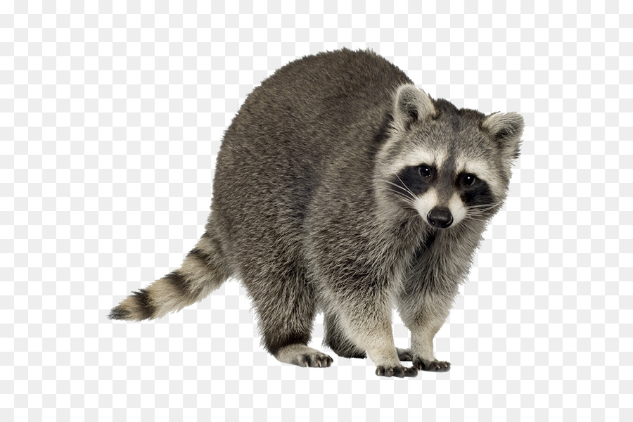Raccoon Trapping Squirrel Clip art - raccoon png download - 600*600 - Free Transparent Raccoon png Download.