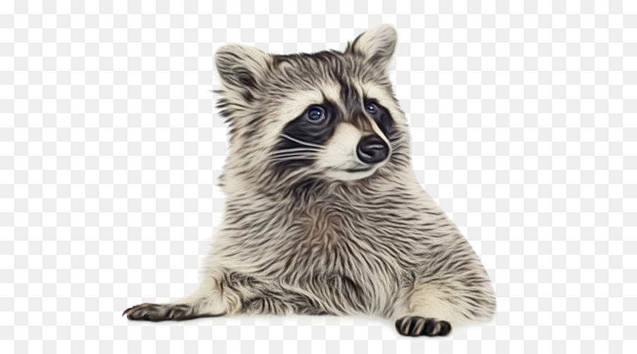 Raccoon Portable Network Graphics Clip art Image Transparency -  png download - 600*500 - Free Transparent Raccoon png Download.