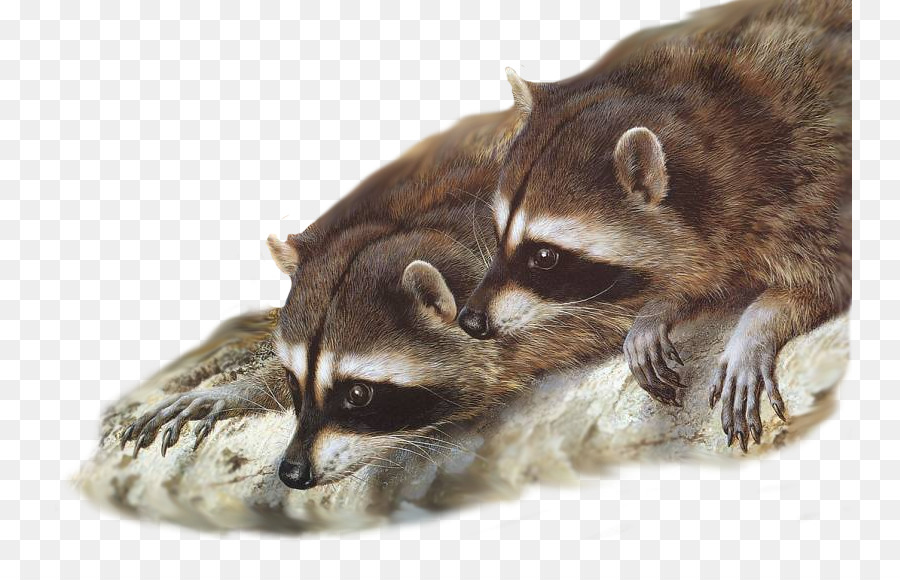 Raccoon Painting Wildlife Desktop Wallpaper Gray wolf - raccoon png download - 805*561 - Free Transparent Raccoon png Download.