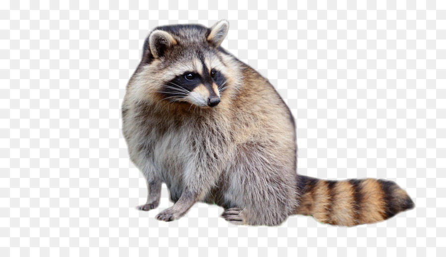 Raccoon Fur Viverridae - raccoon png download - 1900*1068 - Free Transparent Raccoon png Download.