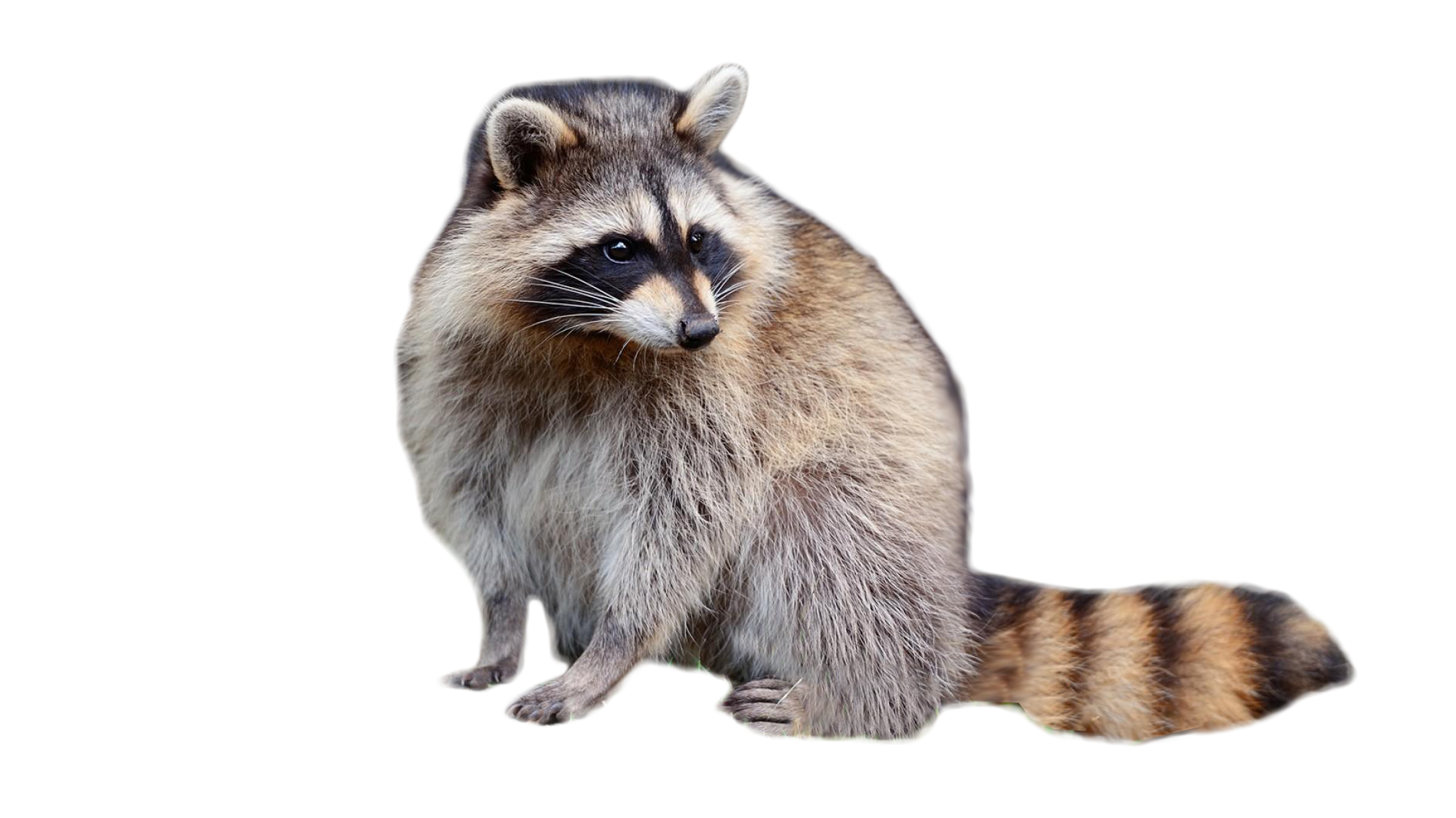 Raccoon Fur Viverridae - raccoon png download - 1900*1068 - Free ...