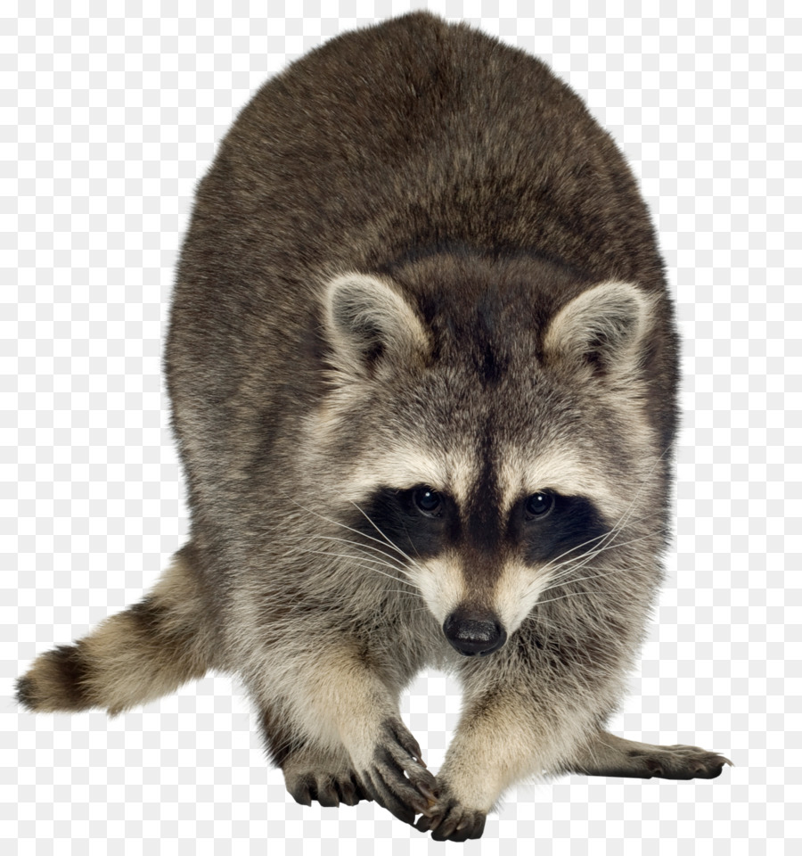 Raccoon Dog Rodent Clip art - raccoon png download - 1219*1280 - Free Transparent Raccoon png Download.
