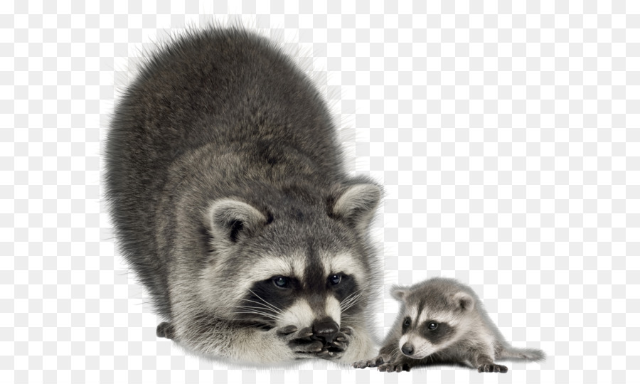 Raccoon Infant Mother Coyote Stock photography - Raccoon PNG png download - 3000*2442 - Free Transparent Raccoon png Download.