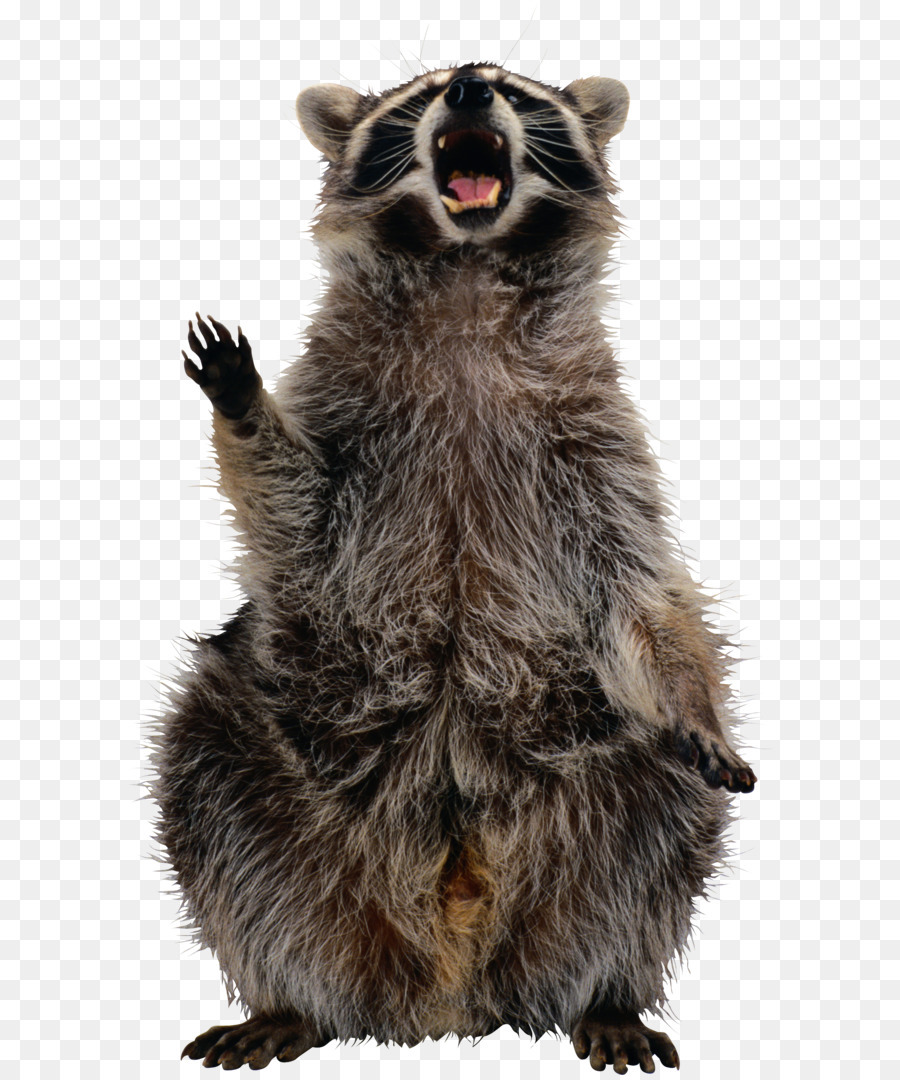 Raccoon Clip art - Raccoon PNG png download - 1660*2745 - Free Transparent Raccoon png Download.