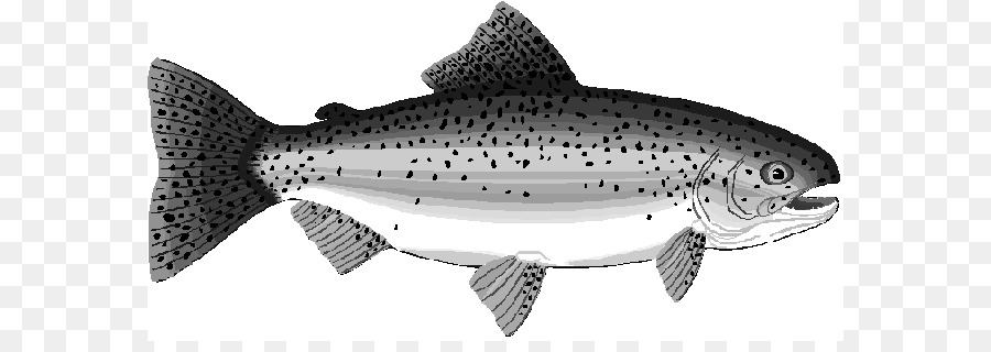Rainbow trout Salmon Clip art - trout cliparts png download - 632*310 - Free Transparent Rainbow Trout png Download.