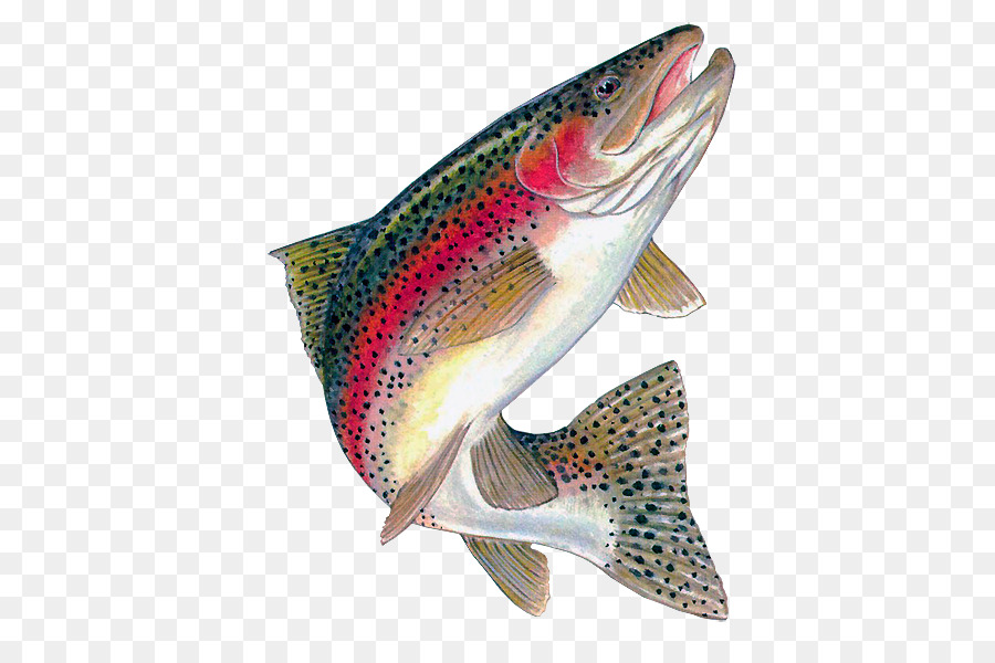Rainbow trout Brown trout Freshwater fish - fish png download - 472*600 - Free Transparent Trout png Download.