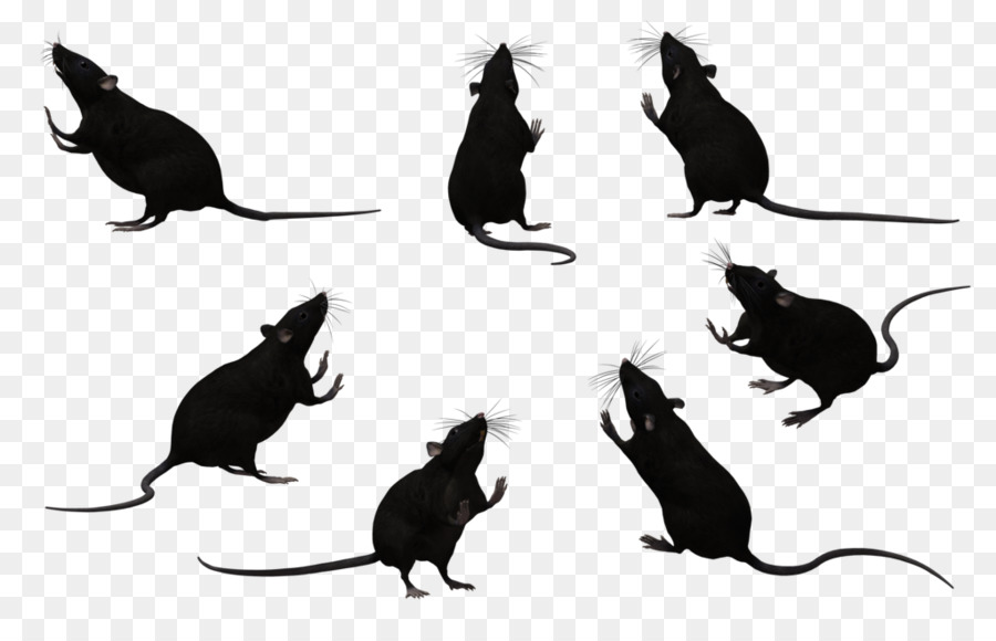 Whiskers Black rat Laboratory rat Mouse Rodent - Black Rat Cliparts png download - 1024*645 - Free Transparent Whiskers png Download.