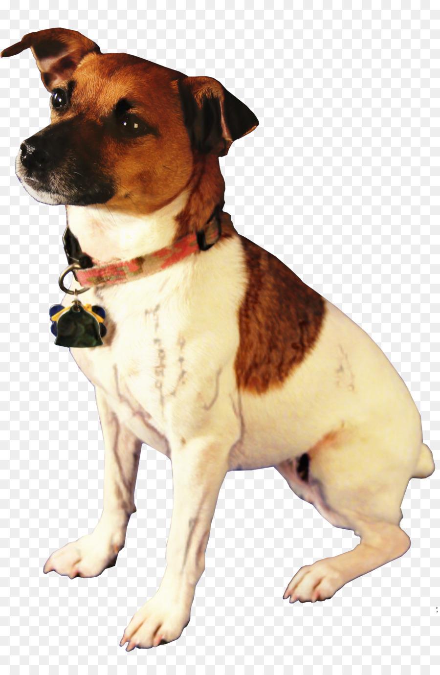 Jack Russell Terrier Parson Russell Terrier Rat Terrier Toy Fox Terrier Plummer Terrier -  png download - 1340*2054 - Free Transparent Jack Russell Terrier png Download.