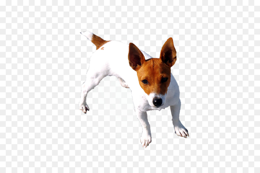 Dog breed Miniature Fox Terrier Toy Fox Terrier Rat Terrier Tenterfield Terrier - Jack Russell png download - 1186*790 - Free Transparent Dog Breed png Download.