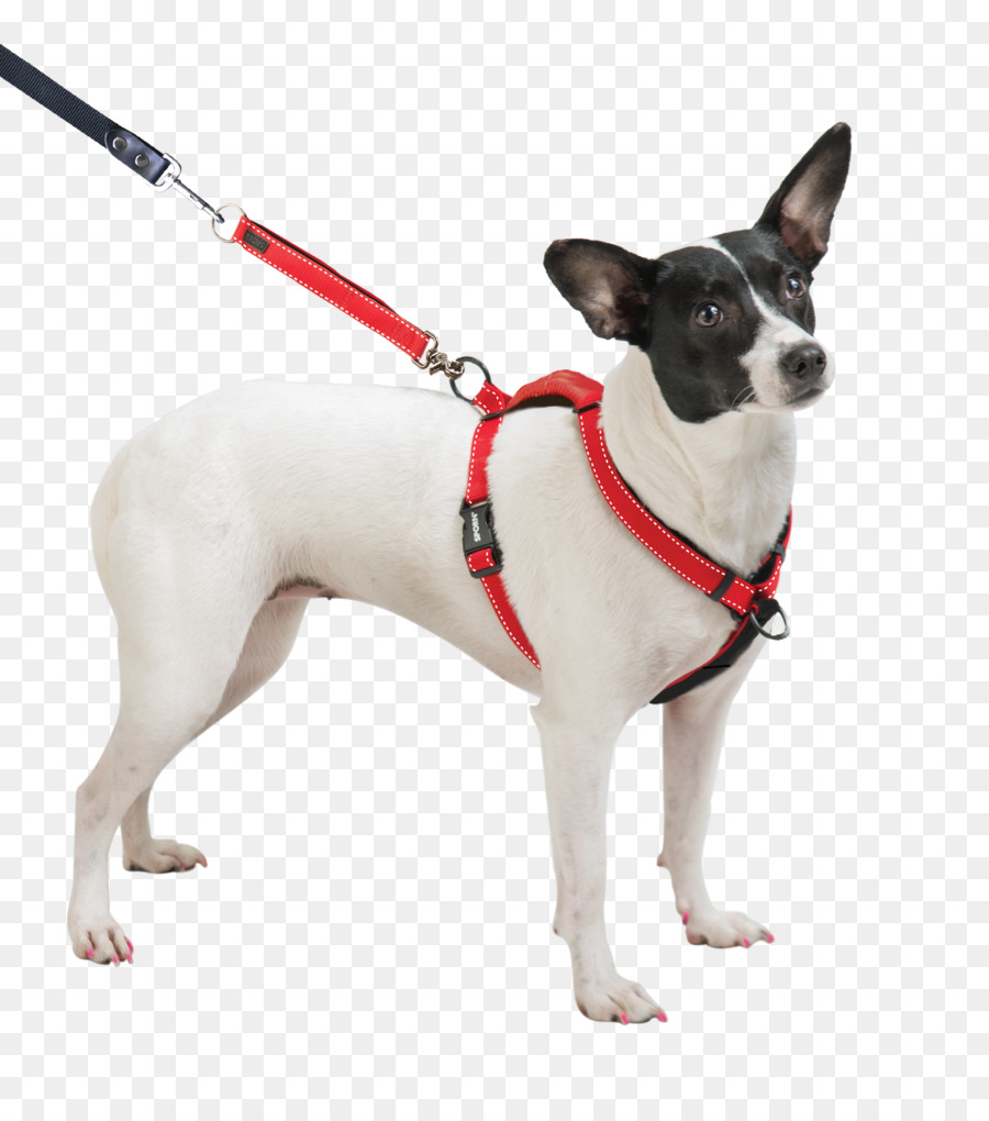 Dog breed Toy Fox Terrier Miniature Fox Terrier Dog harness Rat Terrier - others png download - 2415*2690 - Free Transparent Dog Breed png Download.