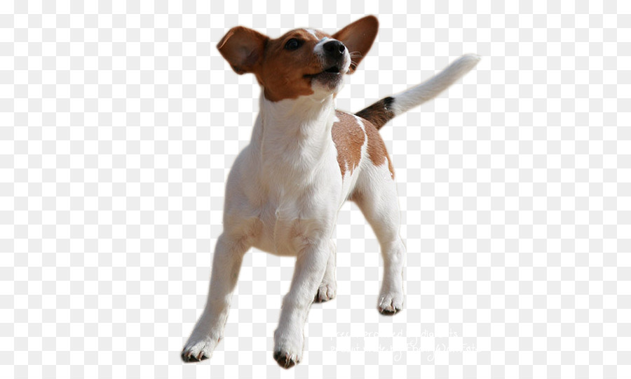 Jack Russell Terrier Parson Russell Terrier Miniature Fox Terrier Smooth Fox Terrier Rat Terrier - jack png download - 508*540 - Free Transparent Jack Russell Terrier png Download.
