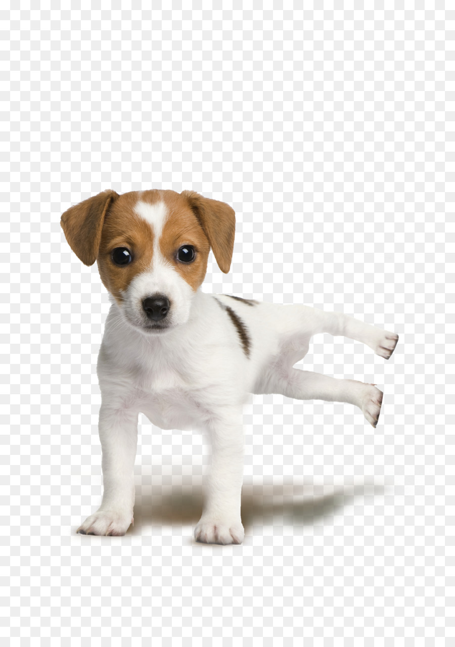 Jack Russell Terrier Parson Russell Terrier Rat Terrier Puppy Miniature Fox Terrier - big dog png download - 1654*2339 - Free Transparent Jack Russell Terrier png Download.